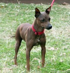 American Hairless Terrier for sale at xxx-xxx-93O7