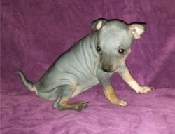 American Hairless Terrier puppies.
