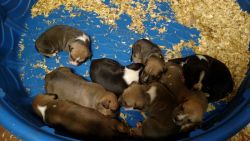 American Staffordshire Terrier for sale