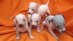 American Hairless Terrier puppies for sale