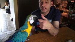 Seven year old blue and gold macaw