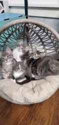 Kittens 4 females