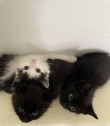 Litter of beautiful kittens