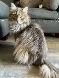 Long hair gray cat for adoption