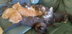 5 cute kittens available