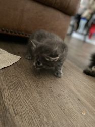Kittens to loving home