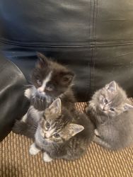 Kitties for sake