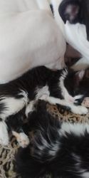 Kittens needing a forever home!