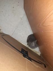 Free Kittens to Good Home