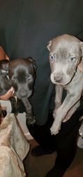 Pitbull mastiff puppies 10 weeks old