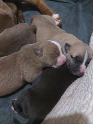 Mastiff pitbull puppies