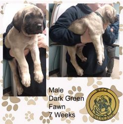 Fawn male and female American mastiff puppies