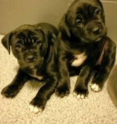 American Mastiff Puppies for sale