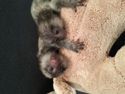 Marmoset Babies Available Now