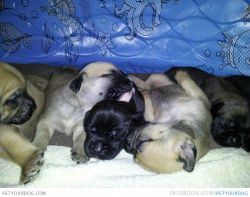 American Mastiff puppies For Sale