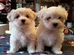 Two malltes puppies .for.sell
