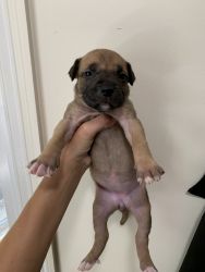 American Bully Mastiff Pups (6 weeks old on 8/7/20)