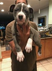 Excellent Bluenose American Pitbull Puppies