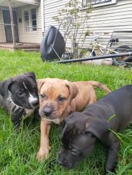 Cute Pit pups ready for new home