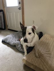 Rehome 3 year old dogu