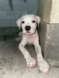 Pitbull Puppy for sale