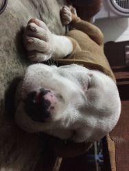 Pitbul pup for sale