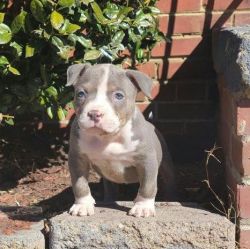 American Pit-bull Terrier Puppies