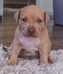 American Pit Bull Terrier puppies for sale,
