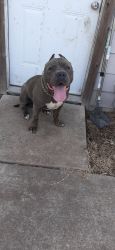 3 yr Blue Nose Male UKC Registered Friendly