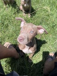 Vaccinated pit bull puppies
