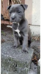 PITBULL puppies available