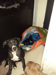 pit puppies ready for rehoming