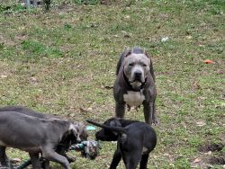 Champion blue pitbull pups