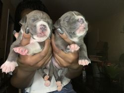 Pit Bull Puppies For sale