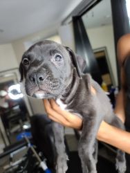 Pitbull pups looking for new home