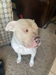 All white pit bull with green eyes