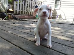 American Pitbull terrier purebred