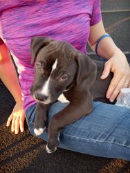 Blue nose American Pitbull terrier puppy