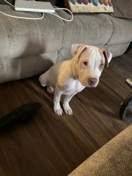 6 month old Pit Bull puppy for sell