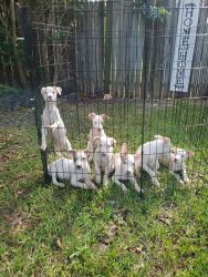 Several pit Bull puppies for sell