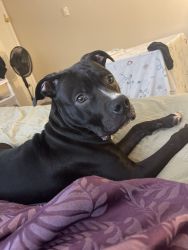 Looking to sell my Pit Bull Boxer Mix