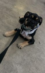 Pit/pug mix for sell