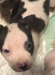9 week old pitbull puppies