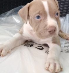 Fawn Blue Nosed Pitbull Puppy