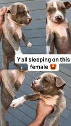 Pitbull puppies for sell
