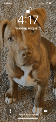 seven month red nose pit bull