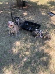 American pit bull terrier pups blue and fawn
