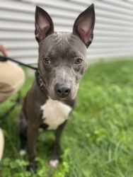 Bluenose Female Pit-bull 9 months old