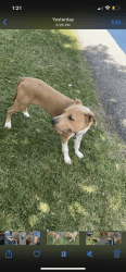 Playful Dog looking For new owner
