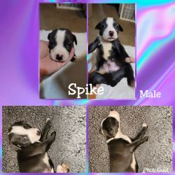 Puppy #3 Spike